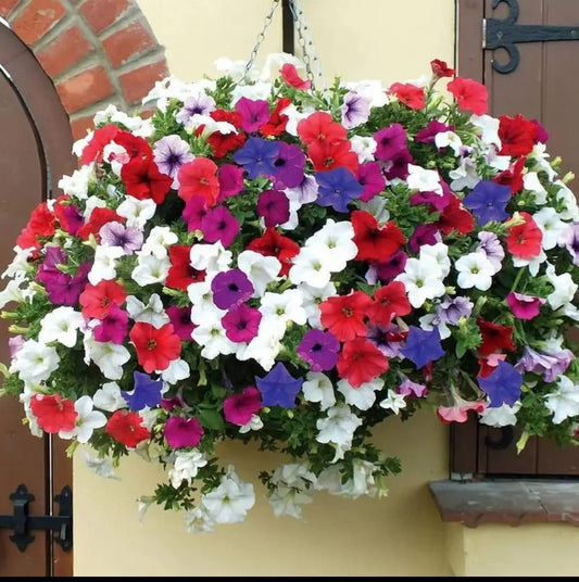 Mix Colour Morning Glory Mix Flower Seeds For Home Garden